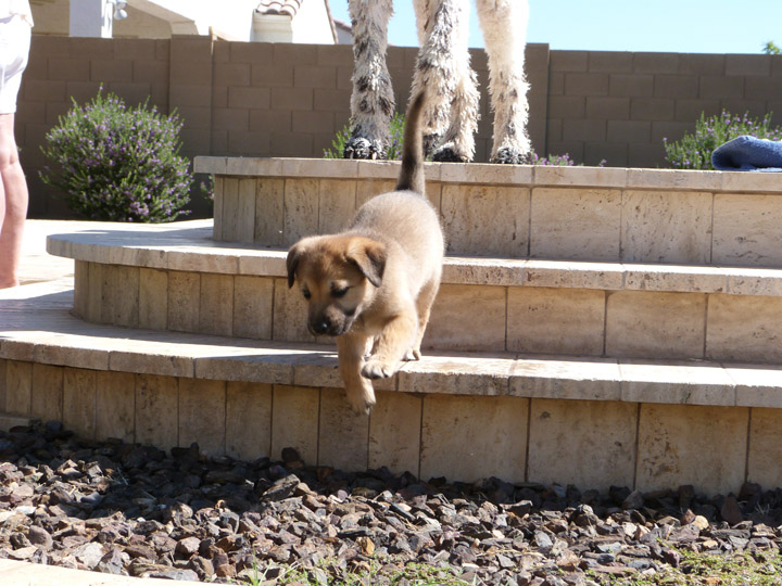 chinook dog